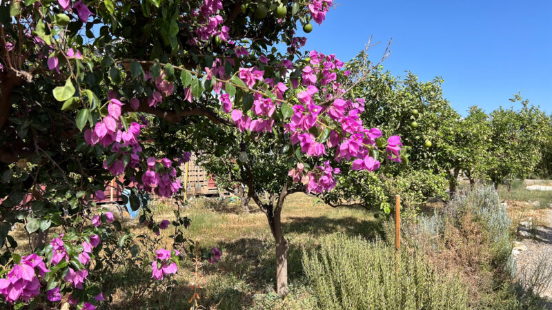 01_Naranjos_Cortijo Chuche