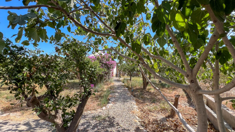 16_Naranjos_Cortijo Chuche