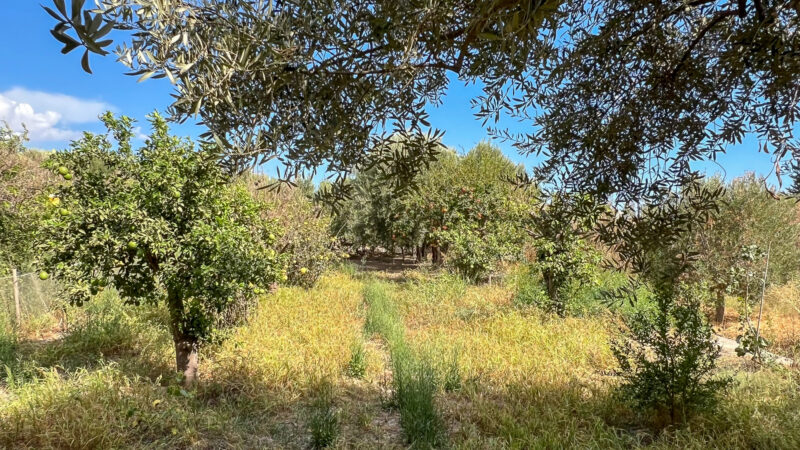 35_Campo_Cortijo Chuche