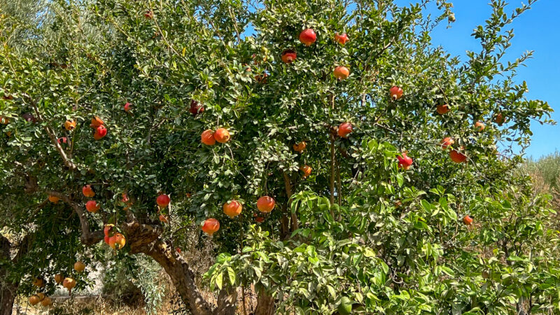 36_Campo_Granado_Cortijo Chuche