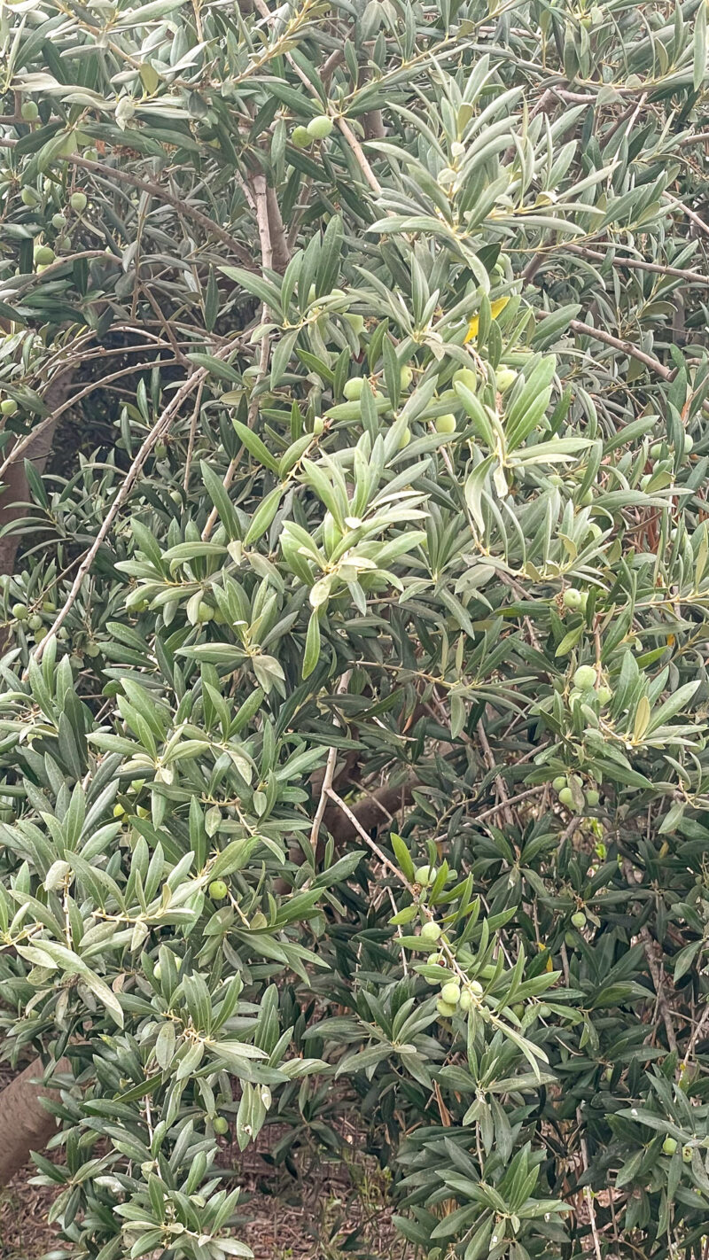 37_Detalle Cortijo Chuche