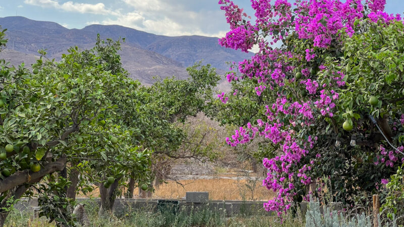 38_Naranjos_Cortijo Chuche