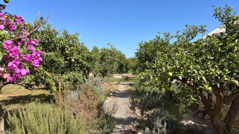 39_Naranjos_Cortijo Chuche