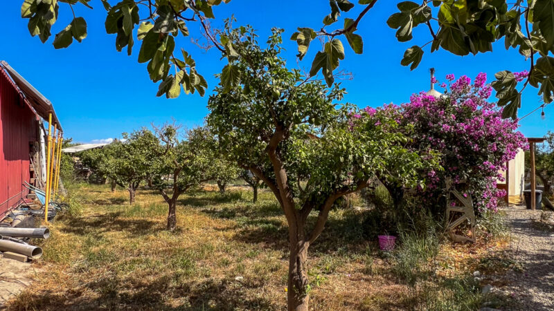 40_Naranjos_Cortijo Chuche