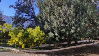 Bentarique_Molino-33
