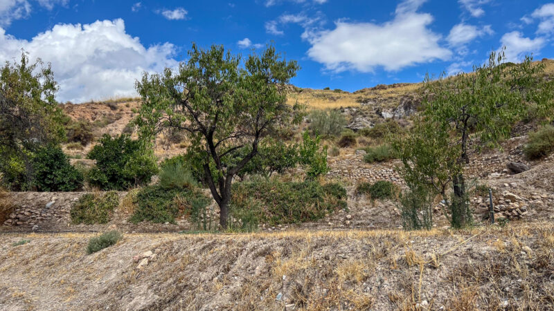 Exteriores - Molino Mio Lucar Exteriores - Molino Mio Lucar