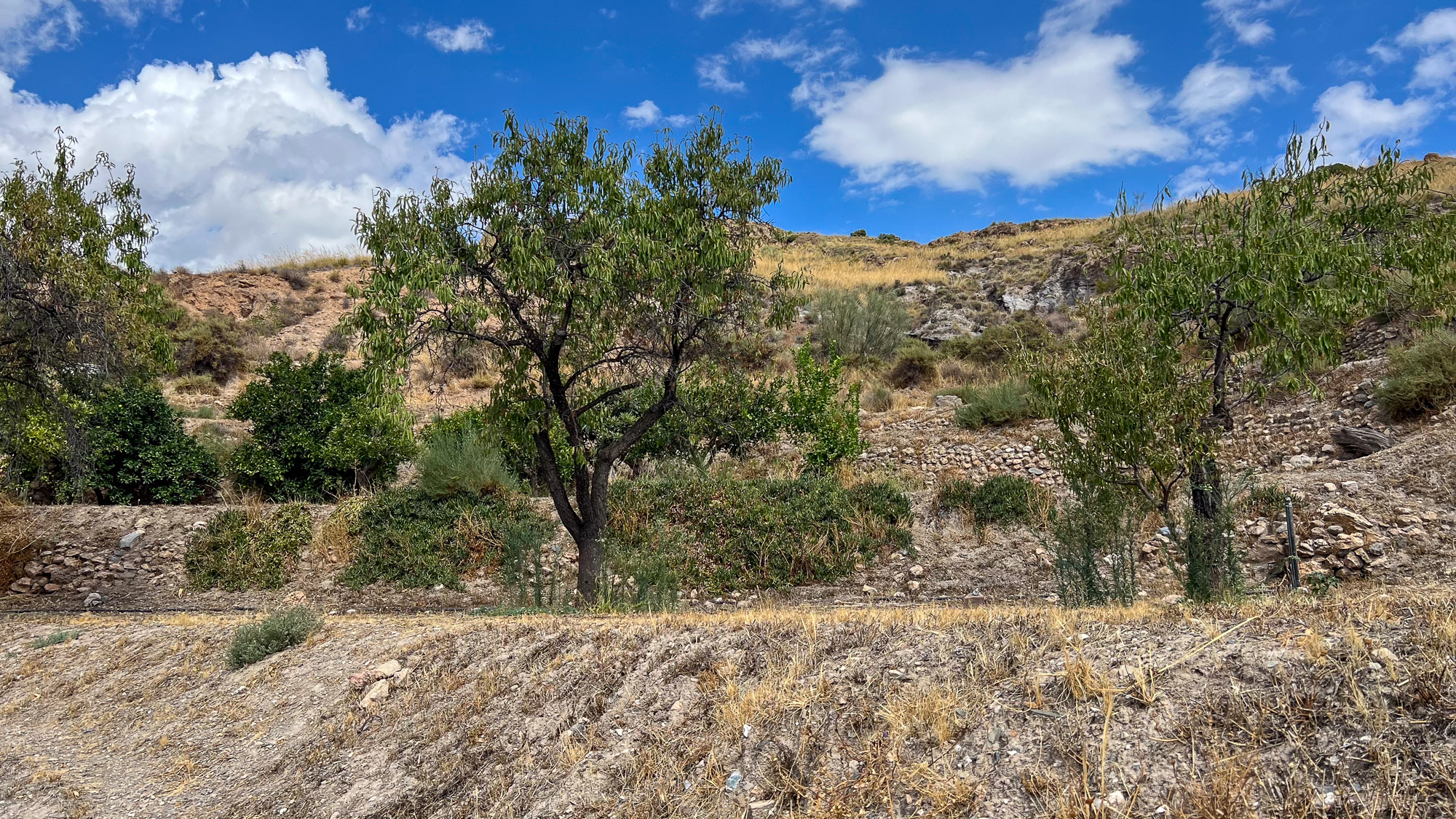 Exteriores - Molino Mio Lucar Exteriores - Molino Mio Lucar